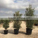 Olive Tree -Olea Europaea "Arbustivo - Bush" thumbnail-4