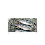Sell Pacific Mackerel (Scomber Japonicus) thumbnail-1
