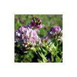 Alfalfa Extract/Medicago Sativa thumbnail-1