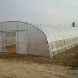 Single-/Multi-Span Plastic Film Greenhouse for Africa Vegetable Planting