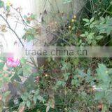 100% Pure Rose Hip Seed Carrier Oil thumbnail-1