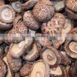 Flower White Mushroom Cultivation thumbnail-2