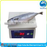 100-200g 200-300g 300-500g 400-600g frozen mackerel W/R