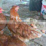 Heavy Duty Deer Pheasant Chicken Garden Black Netting Fencing Mesh thumbnail-3