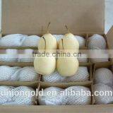 Light Yellow Fresh ya Pear Bulk Purchase thumbnail-4