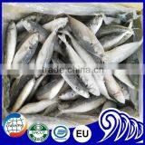 Fresh Frozen Round Scad Fish Price
