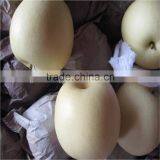 Fresh Golden Pears 18/20/22/24/36/40/44/48/72/80/96/112s thumbnail-3