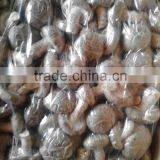 Shiitake Mushroom thumbnail-5