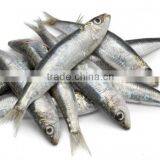 (125 g ) Canned Sardines in Vegetable Oil With Harissa ,High Quality Canned Sardines,125g Sardines in Cans With Harissa 125g thumbnail-3