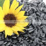 SUNFLOWER CONFECTIONARY SEEDS thumbnail-1