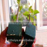 Hydroponic Seeding Growing Sponge for Vegetables thumbnail-4