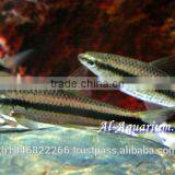 Siamese Algae Eater Fish For Sale / Aquarium Fish Thailand thumbnail-3