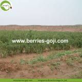 Factory Supply Dried Ningxia Goji Berry thumbnail-3