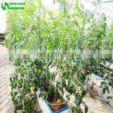Chinese Aubergine Hydroponics Growing Systems In Greenhouse thumbnail-5