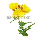 High Quality Pure Evening Primrose thumbnail-1
