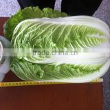 sell new crop Chinese Cabbage brother kingdom