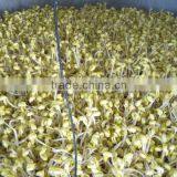 New Brand Bean Sprouting Machine