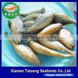 China Seafood Supplier Frozen Yellow Croaker With Good Quality thumbnail-2