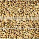 Guar Seed thumbnail-1