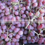 2012 new crop seeds fresh grape in china for exporting