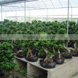 Zhangzhou Wisdom Industry & Trade Co., Ltd. company overview - view 3 thumbnail