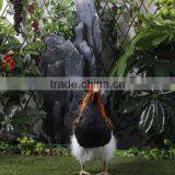 Dance Plush Chicken Toy for Garden Decoration thumbnail-2