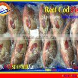 FROZEN REEF COD FISH WHOLE ROUND