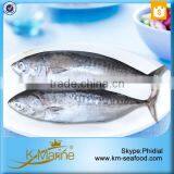 New Caught And Healthy Frozen Bonito With Prices thumbnail-4