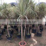 Dracaena Marginata (Madagascar Dragon Tree, Red Edge Dracaena) thumbnail-4