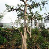 Ulmus Pumila Bonsai Potted thumbnail-1