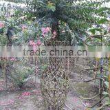 Lagerstroemia Indica Chinese Letter Bottle and Tree Shape Plants thumbnail-6