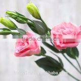 Wholesale Pink Eustoma Flowers From Yunnan China thumbnail-2
