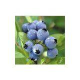 Bilberry Extract, Blueberry Extract, European Bilberry Extract thumbnail-1
