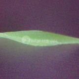 Commercial Artificial Grass, MT-Promising / MT-Marvel thumbnail-2