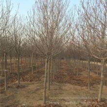 Prices of 8 - Centimeter, 10 - Centimeter and 12 - Centimeter Magnolia Liliflora in 2021 thumbnail-3