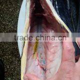 Frozen Gutted Mahi-mahi Fish Clean Fish thumbnail-3