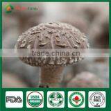 Bulk Supply Wholesale Price of Shiitake Mushroom Growing Log Bag Kit thumbnail-1