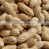 Roasted Peanut in Shell