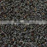 Poppy Seeds thumbnail-2