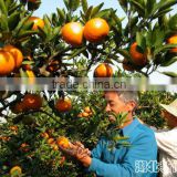 Baby mandarin for European market