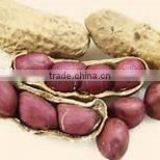 Peanut Without Shell thumbnail-1