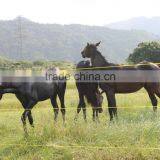 Hongrunzhongda Price Farm Security Electric Fence System Electric Fence Energizer and Alarm thumbnail-4