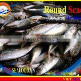 FROZEN WHOLE ROUND MARUADSI (ROUND SCAD) thumbnail-1