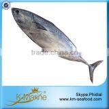Zhejiang Ningbo Sea Frozen Bonito Tuna thumbnail-3