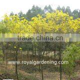 Tabebuia Chrysantha Tropical Trees