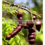 Shikakai Oil thumbnail-5