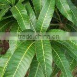 Mangifera Indica thumbnail-2