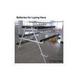Batteries for Laying Hens thumbnail-1