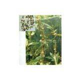 Cuscuta Chinensis P.E.(sales22 at Lgberry Dot Com Dot Cn)