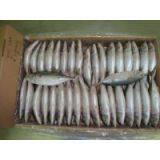 Frozen Indian Mackerel W/R thumbnail-2